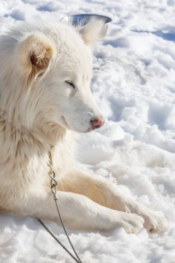 Husky köpek kar arka plan üzerinde bir gezintiye. gölgelendirme ile mountains.color resimdeki ücretsiz ulaşım