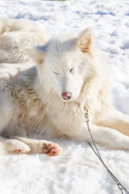 Husky köpek kar arka plan üzerinde bir gezintiye. gölgelendirme ile mountains.color resimdeki ücretsiz ulaşım