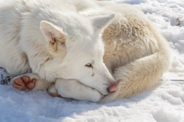 Husky köpek kış binmek kar arka plan üzerinde. dağlarda ücretsiz ulaşım.