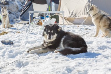 Husky köpek kar arka plan üzerinde bir gezintiye. gölgelendirme ile mountains.color resimdeki ücretsiz ulaşım