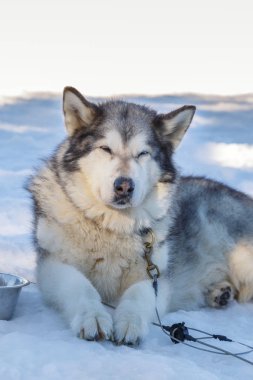 Husky köpek kar arka plan üzerinde bir gezintiye. ücretsiz ulaşım mountains.color resimdeki mavi tonlama ile
