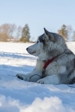 Husky köpek kar arka plan üzerinde bir gezintiye. ücretsiz ulaşım mountains.color resimdeki mavi tonlama ile
