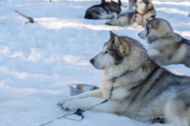 Husky köpek kar arka plan üzerinde bir gezintiye. ücretsiz ulaşım mountains.color resimdeki mavi tonlama ile