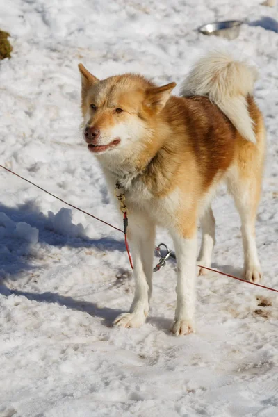 Cão Husky para um passeio em um trenó no inverno em fundo de neve. transporte gratuito nas montanhas . — Fotografia de Stock