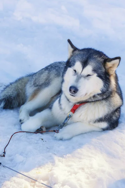 Husky-Hund für eine Fahrt auf Schnee Hintergrund. Kostenloser Transport in die Berge. Farbbild mit Tonisierung in Blau — Stockfoto