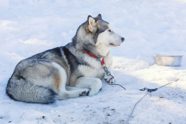 Husky köpek kar arka plan üzerinde bir gezintiye. ücretsiz ulaşım mountains.color resimdeki mavi tonlama ile