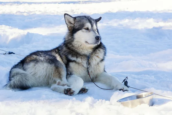 Cão Husky para um passeio no fundo da neve. transporte livre na imagem mountains.color com tonificação em azul — Fotografia de Stock