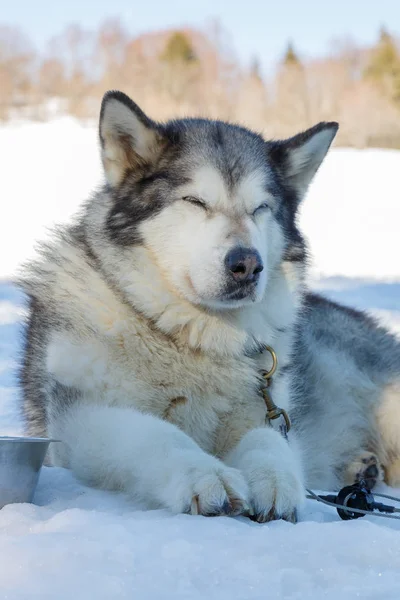 Husky dog for a ride  on snow background. free transport in the mountains.color image with toning in blue — Stock Photo, Image