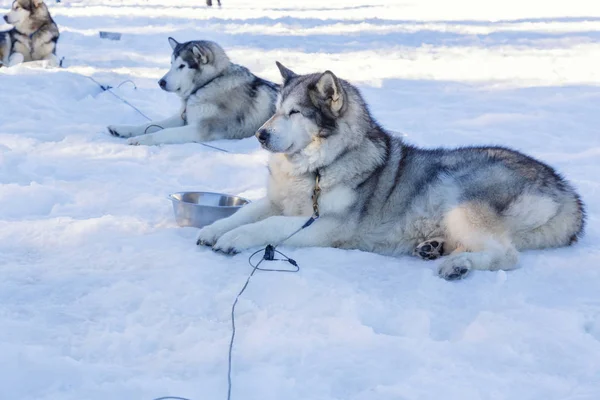Husky köpek kar arka plan üzerinde bir gezintiye. ücretsiz ulaşım mountains.color resimdeki mavi tonlama ile