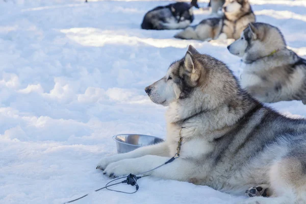 Cão Husky para um passeio no fundo da neve. transporte gratuito nas montanhas . — Fotografia de Stock