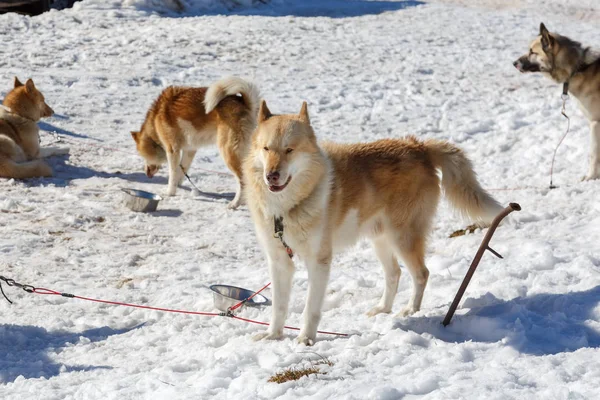 Husky köpek kar arka plan üzerinde bir gezintiye. dağlarda ücretsiz ulaşım.
