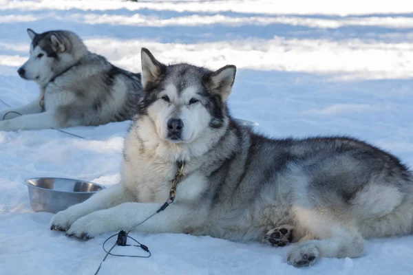 Husky perro para un paseo en el fondo de nieve. transporte libre en la imagen mountains.color con tonificación en azul —  Fotos de Stock