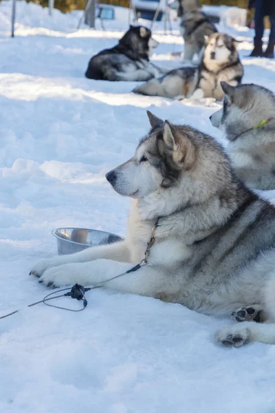 Husky hond voor een ritje op sneeuw achtergrond. gratis openbaar vervoer in de bergen. — Stockfoto