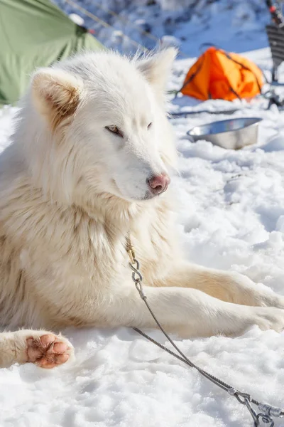 Cão Husky para um passeio no fundo da neve. transporte livre na imagem mountains.color com sombreamento — Fotografia de Stock