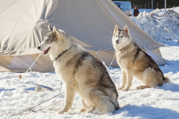 Husky köpek kar arka plan üzerinde bir gezintiye. dağlarda ücretsiz ulaşım.