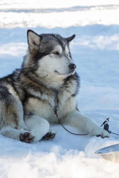 Cão Husky para um passeio no fundo da neve. transporte livre na imagem mountains.color com tonificação em azul — Fotografia de Stock