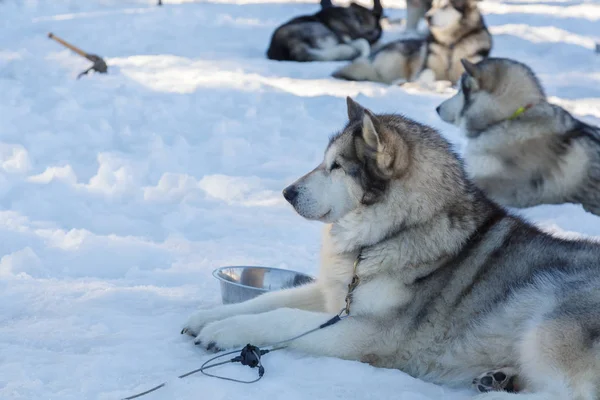 Husky perro para un paseo en el fondo de nieve. transporte libre en la imagen mountains.color con tonificación en azul —  Fotos de Stock