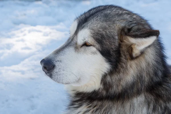 Cão Husky para um passeio em um trenó no inverno em fundo de neve. transporte gratuito nas montanhas . — Fotografia de Stock