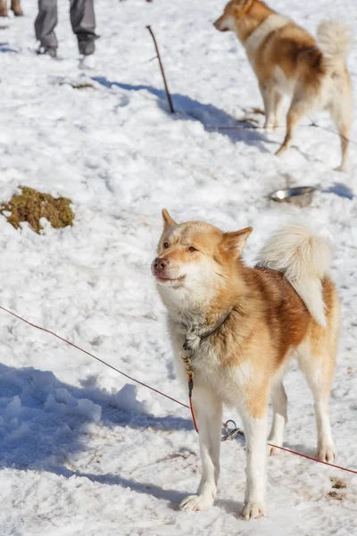 Husky perro para un paseo en el fondo de nieve. transporte libre en la imagen mountains.color con sombreado —  Fotos de Stock