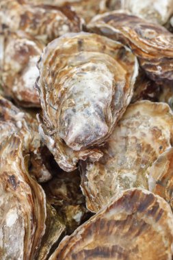 enfes Fransız incelik büyük istiridye. İngiliz, Fransız istiridye kabuğu kapalı ilk boyutu