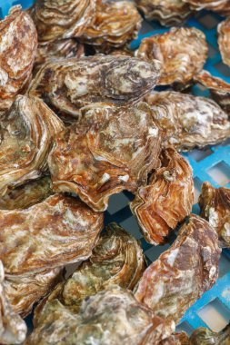 enfes Fransız incelik büyük istiridye. İngiliz, Fransız istiridye kabuğu kapalı ilk boyutu