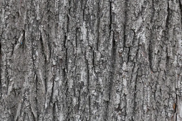 木の樹皮のパターン。木の樹皮から抽象化です。古い樹皮の質感 — ストック写真