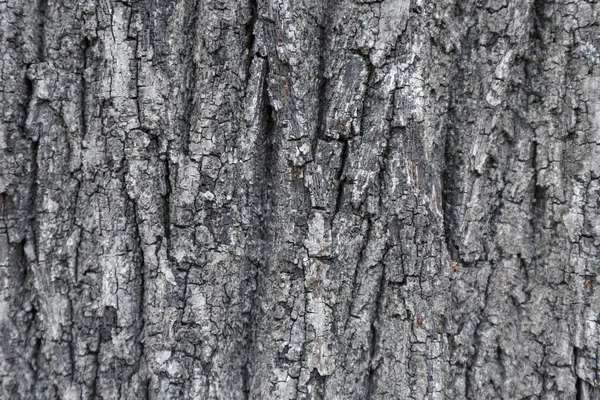 木の樹皮のパターン。木の樹皮から抽象化です。古い樹皮の質感 — ストック写真