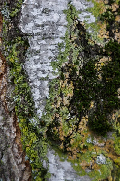 Tree bark mönster. uttag från barken av ett träd. konsistens av gamla träd Barken — Stockfoto