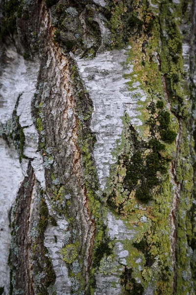 Padrão de casca de árvore. abstração do latido de uma árvore. textura da casca de árvore velha — Fotografia de Stock
