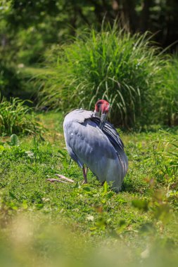 Parktaki egzotik kuş.