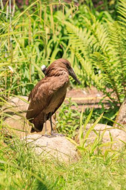 Öğleden sonra egzotik kuş hayvanat bahçesinde