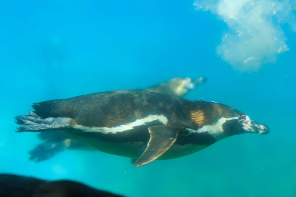 Pinguino uccello galleggiante sotto l'acqua in piscina. Immagine di un uccello subacqueo — Foto Stock