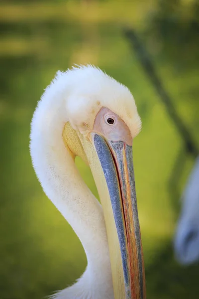 Un oiseau de couleur blanche sur un fond d'herbe verte. Portrait d'un oiseau proche. Pelican en été — Photo