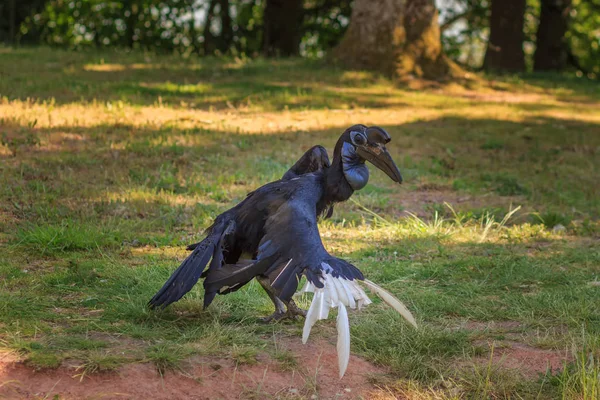 Exotic bird in the park.