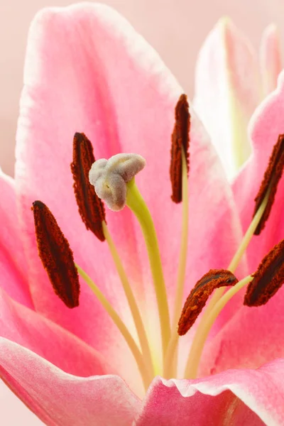 Tiro de perto de uma flor de lírio. Pistilos e estames de uma flor . — Fotografia de Stock