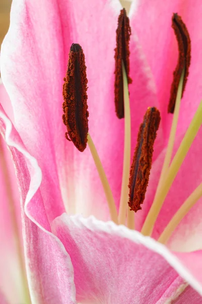 Primer plano de una flor de lirio. Pistilos y estambres de una flor . — Foto de Stock
