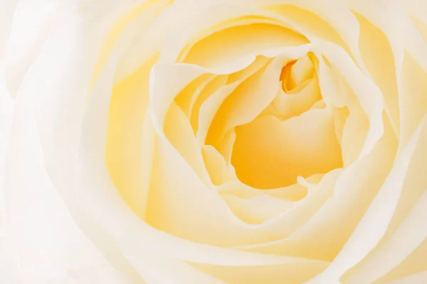 Жовтий бутон троянд без різкості. Абстрактний світлий фон з пробілом для тексту — стокове фото