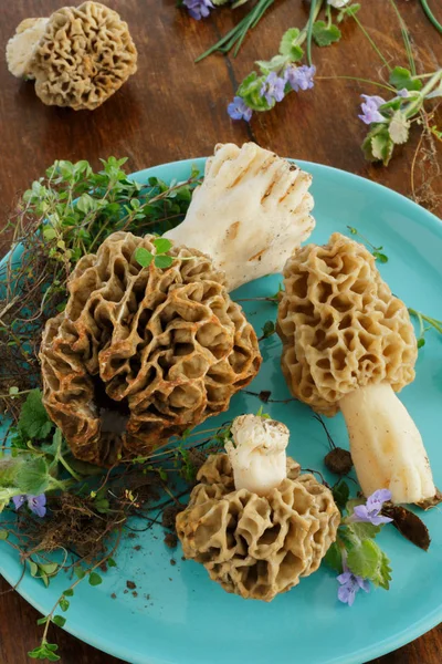 Orman ham morel mavi tabakta mantar. Morchella esculenta