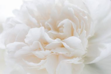 Beyaz Şakayık çiçeği yaprakları ile. çiçek beyaz arka plan yüksek anahtar