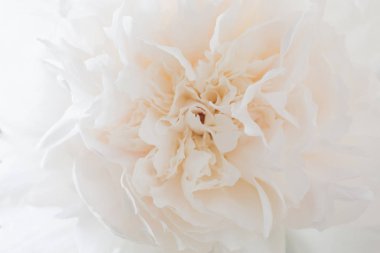 Arka plan deseni bir Şakayık çiçeğin taçyapraklarını ile. Çiçek soyutlama