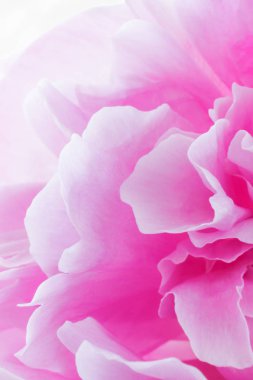 Arka plan deseni bir Şakayık çiçeğin taçyapraklarını ile. Çiçek soyutlama