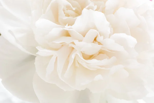 Arka plan deseni bir Şakayık çiçeğin taçyapraklarını ile. Çiçek soyutlama