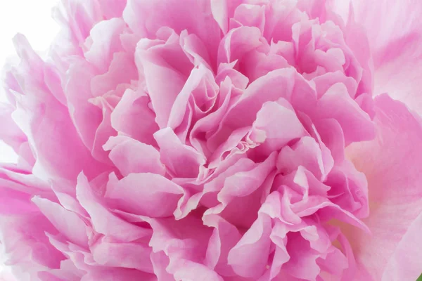 Fondo con un patrón de pétalos de una flor de peonía. Abstracción floral — Foto de Stock