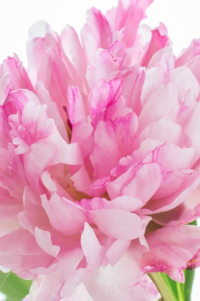 Фон з візерунком пелюсток квітки півонії. Квіткова абстракція — стокове фото