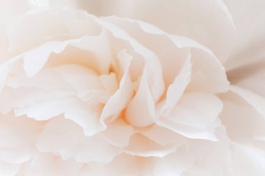 Beyaz Şakayık bir tomurcuğu makroyu kapatın. Beyaz pastel çiçek arka plan