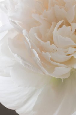 Beyaz Şakayık bir tomurcuğu makroyu kapatın. Beyaz pastel çiçek arka plan