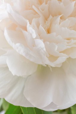 Beyaz Şakayık bir tomurcuğu makroyu kapatın. Beyaz pastel çiçek arka plan