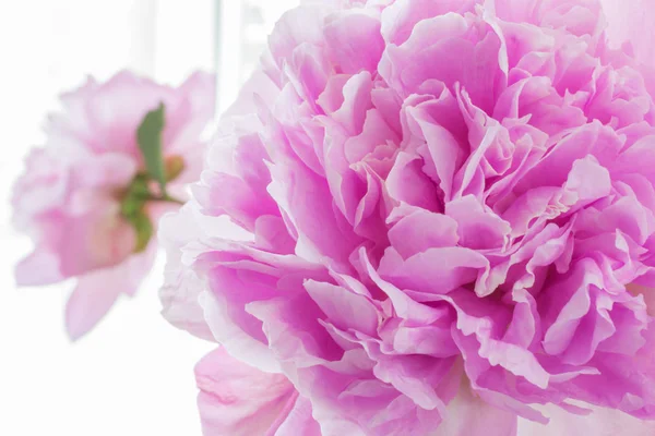 La flor de la peonía rosa está cerca . — Foto de Stock