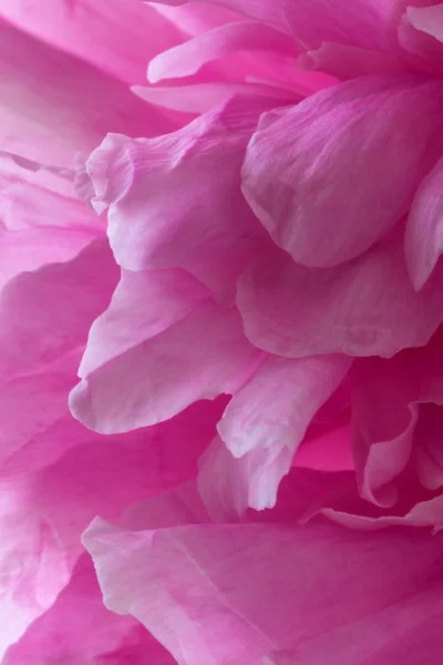 La flor de la peonía rosa está cerca. Fondo floral rosa con desenfoque . — Foto de Stock