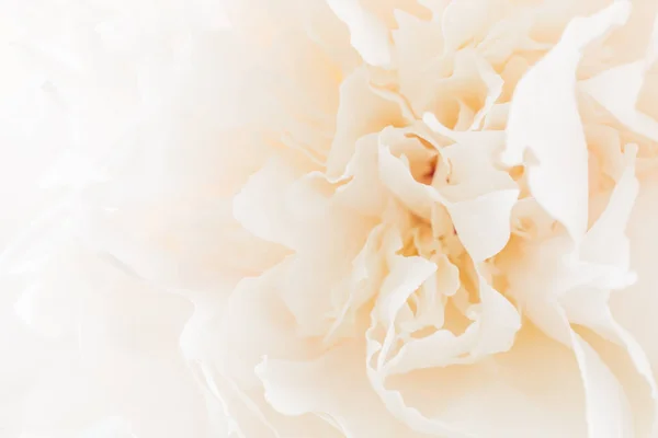 Beyaz Şakayık bir tomurcuğu makroyu kapatın. Beyaz pastel çiçek arka plan